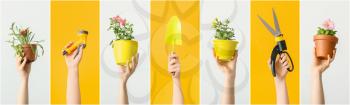 Female hands with gardening tools and houseplants on color background�