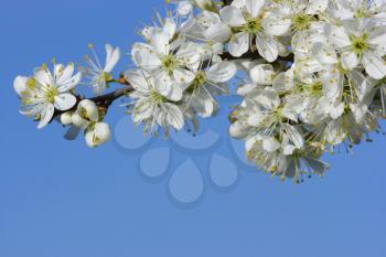 Royalty Free Photo of Cherry Blossoms