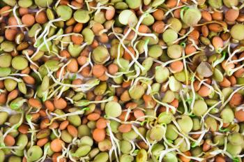 Royalty Free Photo of Lentil Seeds and Sprouts