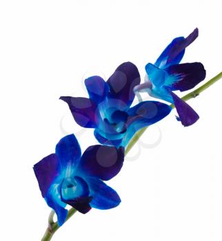 Royalty Free Photo of a Deep Blue and Purple Orchid
