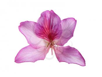 beautiful pink flower  with shallow DOF over white background 