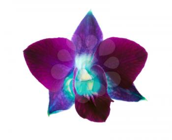 deep purple orchid isolated on a white 