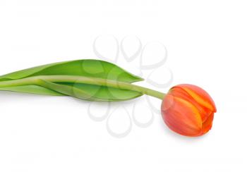 Beautiful orange tulip isolated on white background.Shallow focus