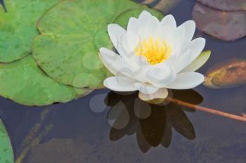 white water lily Nymphaea Alba among green leaves