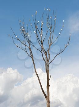 Single old and dead tree with white parrots on the branches against blue sky