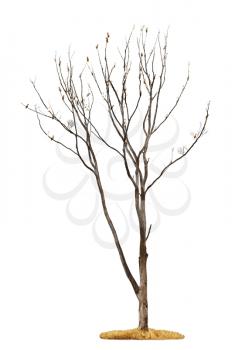 Single old and dead tree with white parrots on the branches isolated on white background
