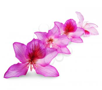 beautiful pink flowers with shallow DOF over white background