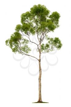 Green beautiful and tall tree isolated on white background