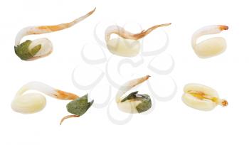 wheat seeds with sprouts isolated on white