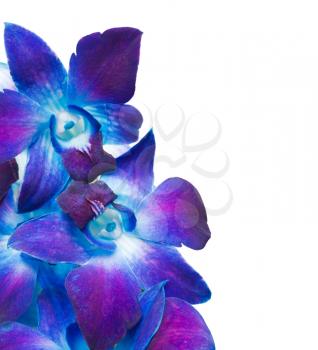 Royalty Free Photo of Purple Orchids