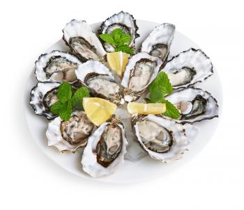 dozen oysters on white plate with ice and lemon isolated on white background