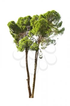Green beautiful and tall tree isolated on white background