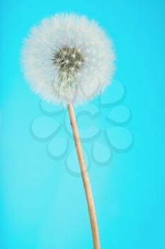 fluffy dandelion flower on a blue background