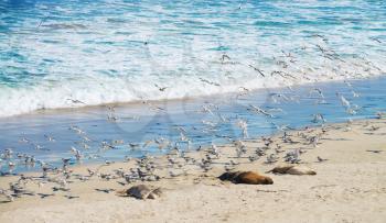 sleeping sea lions and seagulls at Seal Bay, Kangaroo Island, South Australia