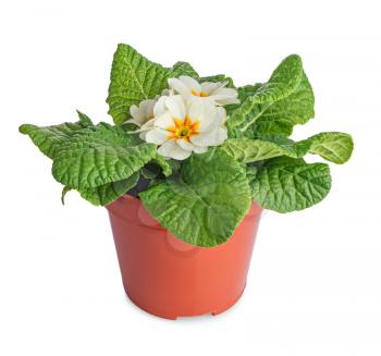 White primula flowers in plastic pot isolated on white background