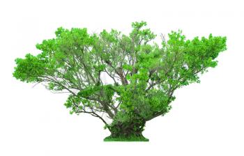 Green beautiful tree isolated on white background