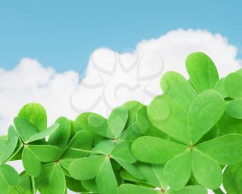 St. Patrick's green clover against cloudy sky.
Selective focus
