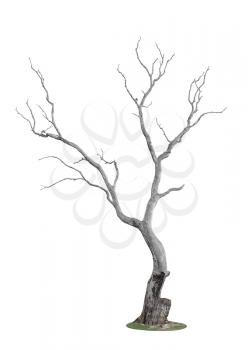 dead tree with trace of fire isolated on white background