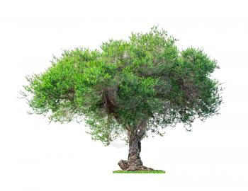 Old and Green big tree isolated on white background