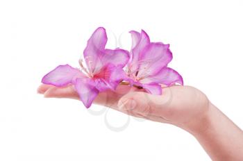  female hand with pink  flower isolated on white background