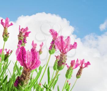 Bush of lavender against cloudy sky background.Selective focus.