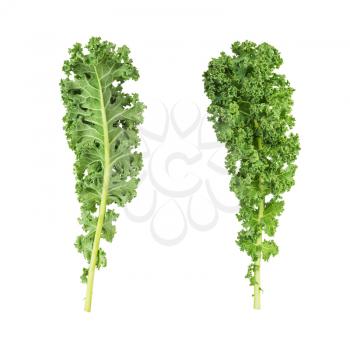 two sides of fresh green kale leaves vegetable  isolated  on white background