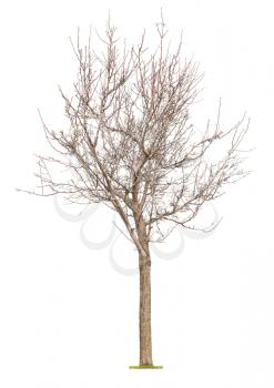 Young tree with buds at early spring  isolated on white background.Concept life revival and spring.