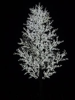 Royalty Free Photo of a Tree With White Lights