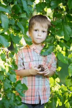 Nice little boy posing in the green leaves and holding a cone