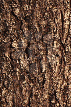 Pine bark texture pattern. EPS 10 vector illustration without transparency.