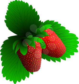 Two fresh strawberry. EPS 10 vector illustration with transparency.