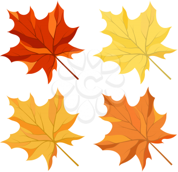 Autumn color maple leaves set 