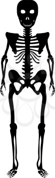Skeleton Over White Background for Creating Halloween Designs.  Vector illustration.