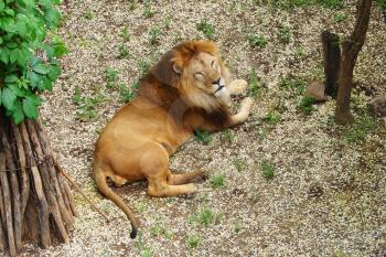 Royalty Free Photo of a Lion