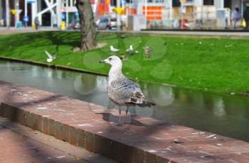 Birds on the streets of Rotterdam. Netherlands