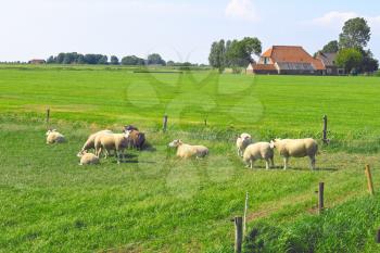 Sheep graze in a meadow near the Dutch farm