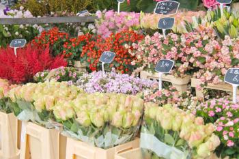 Flowers for sale at a Dutch flower market,  Netherlands 