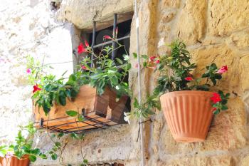 Pot of flowers adorn the walls of the house