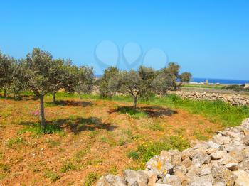 Olive garden at the farm on an island Favignana