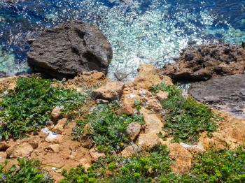 Spring flowers on the cliffs of the Mediterranean Sea