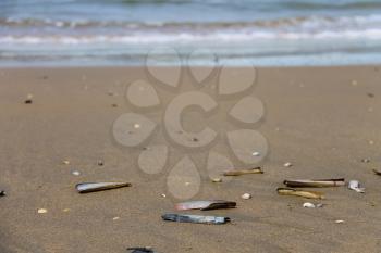 Sea shells on wet sand. Summer North sea in Zandvoort, the Netherlands