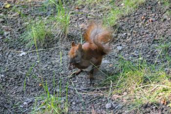 Red squirrel with nut in the city park