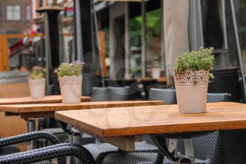 Pots with decorative plants on the tables of outdoor street cafe