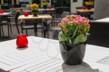 Pots with decorative flowers on the tables of outdoor street cafe