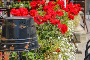 Creative street design of cafe terrace with blooming geranium and old metal bucket in the city center. Lviv, Ukraine