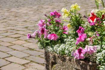Blooming flowers against the backdrop of masonry