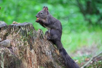 Black squirrel with nut in the city park