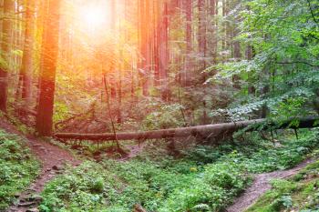 Fallen tree in summer forest in sunlight