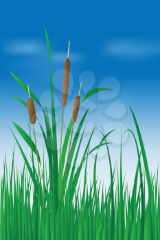 Royalty Free Clipart Image of a Reed Plants and Green Grass on Blue Sky Background