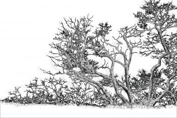 Royalty Free Clipart Image of a Tree Drawing